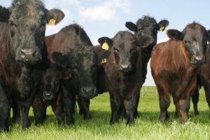 Farm to Fork: Cattle