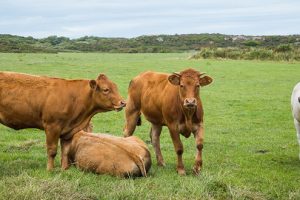 Cattle Farming in Wales