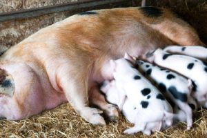 Pig Farming in Wales