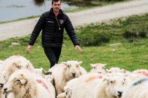 Sheep Farming in Wales